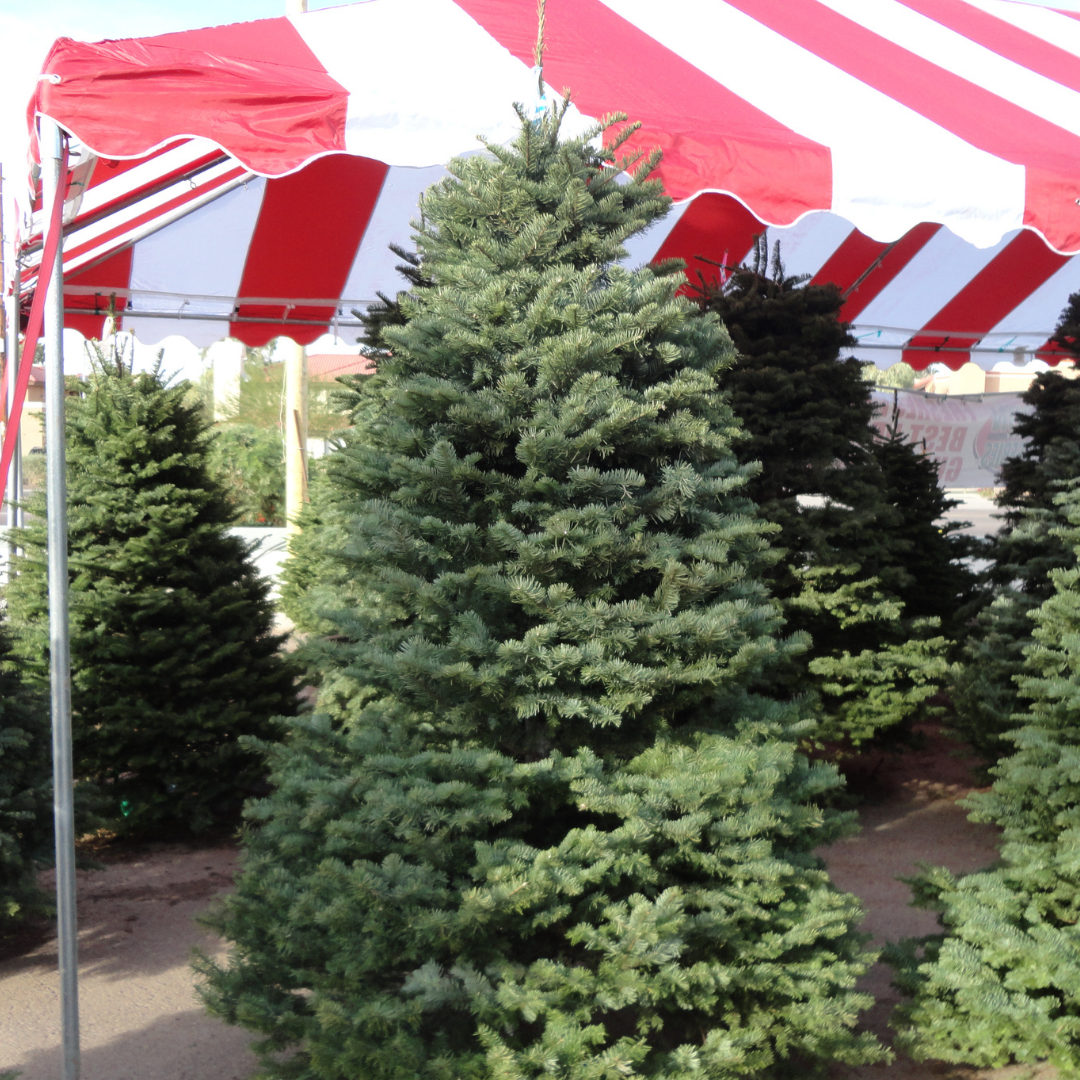 Noble Fir Christmas Tree